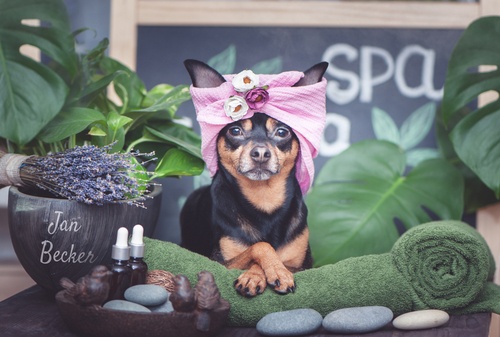 1022_383m_spadoggy.jpg